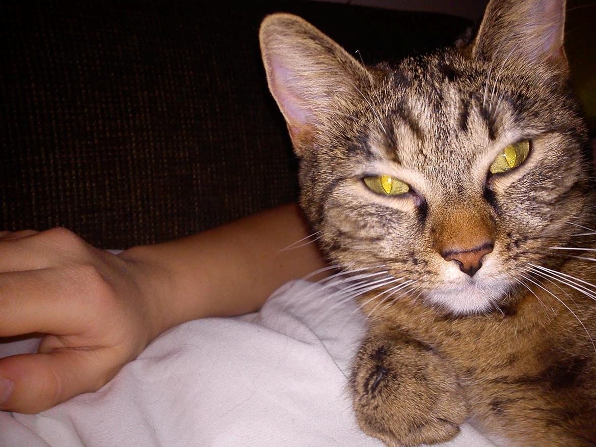 Huskat Beauty billede 4