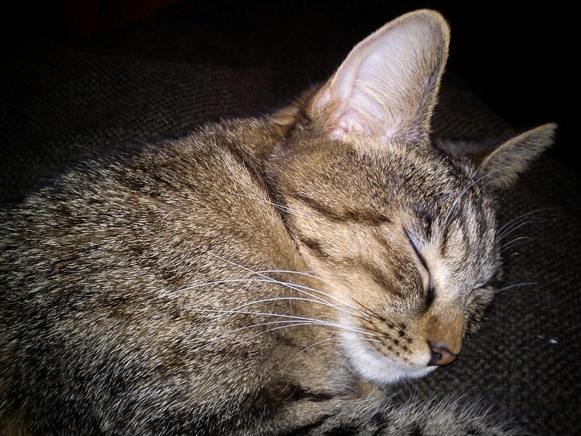 Huskat Beauty billede 5