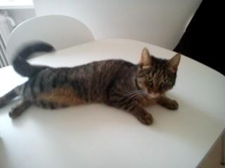 Huskat Beauty billede 3