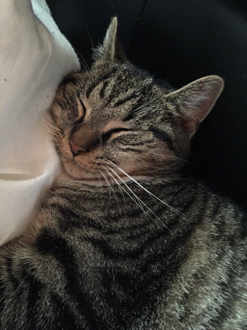 Huskat Tonser billede 28