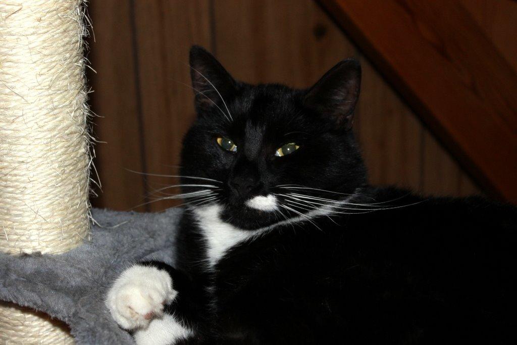 Huskat Gilbert billede 14