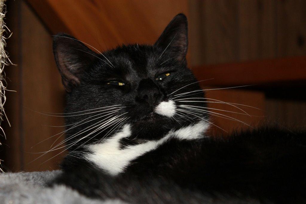 Huskat Gilbert billede 2