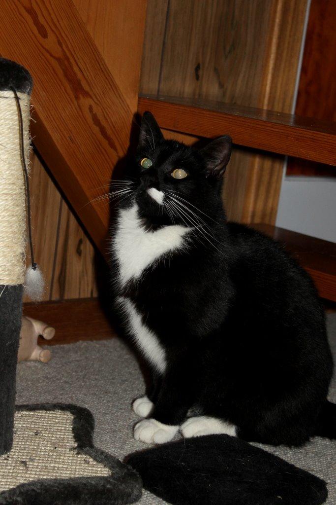 Huskat Gilbert billede 6