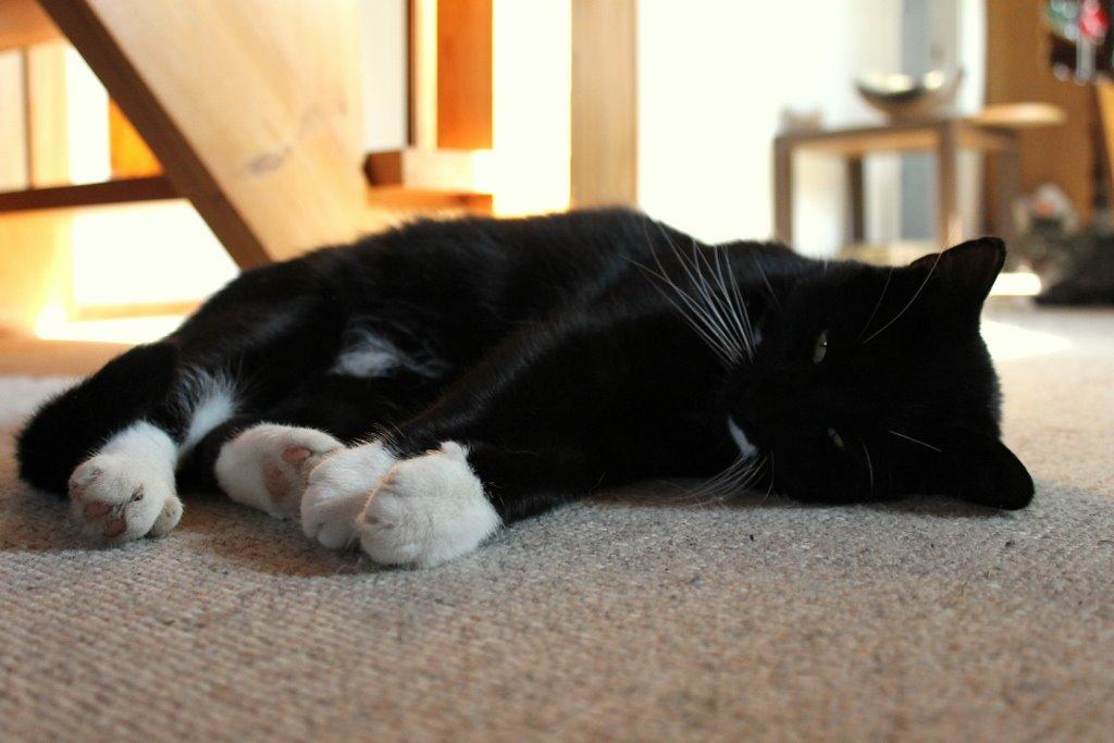 Huskat Gilbert billede 8