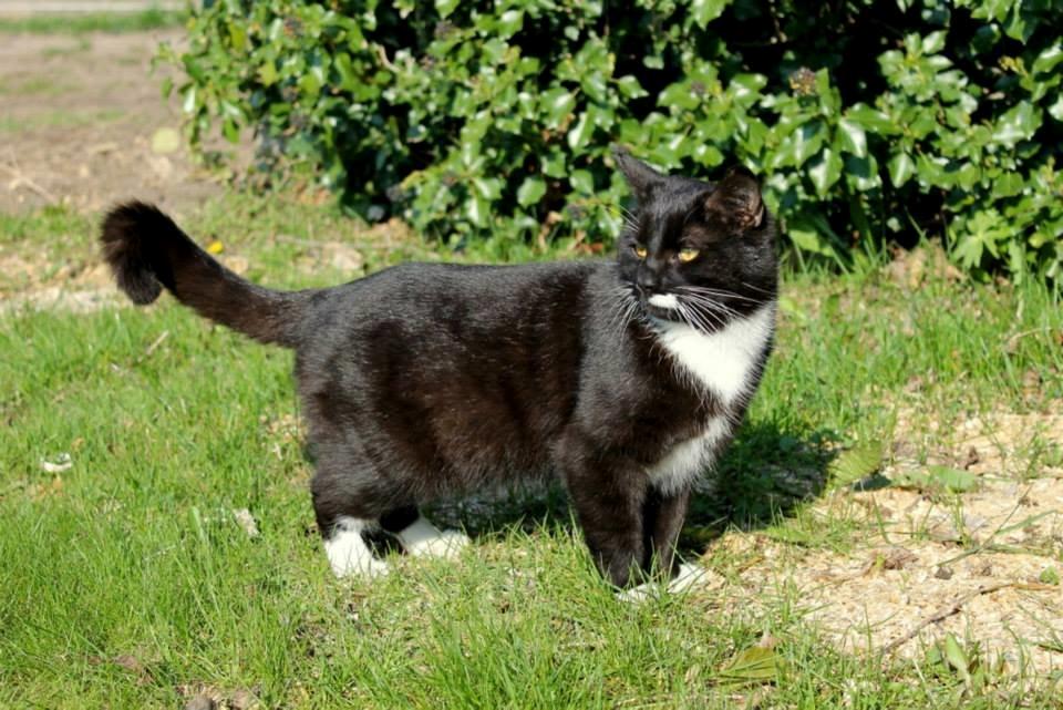 Huskat Gilbert billede 16