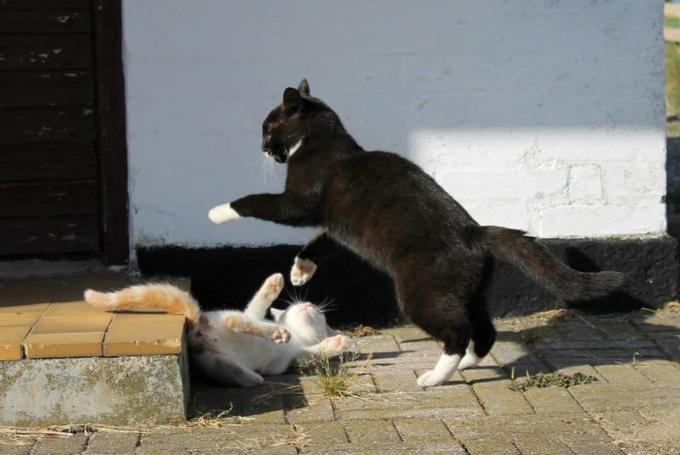 Huskat Gilbert billede 11