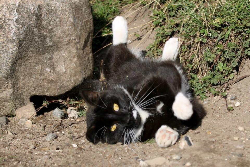 Huskat Gilbert billede 5