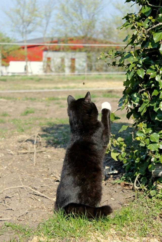 Huskat Gilbert billede 3