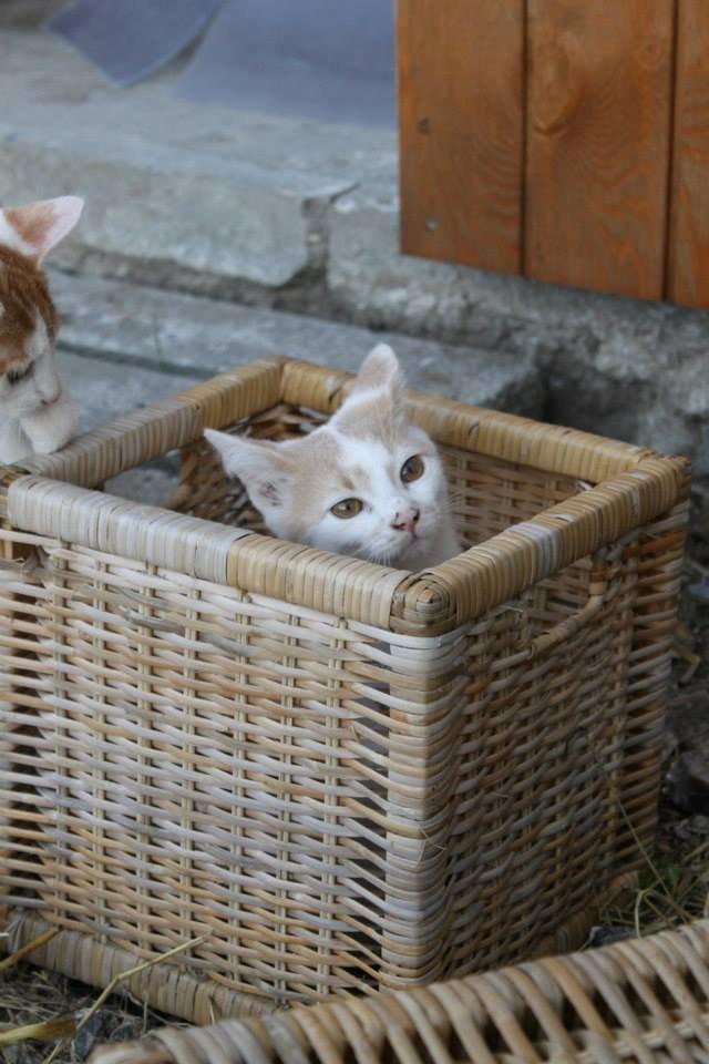 Huskat Bertram billede 5