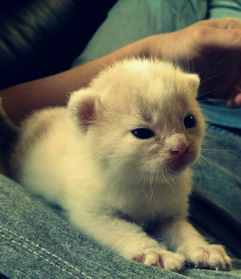 Huskat Bertram - Bertam som ganske lille <3 billede 6