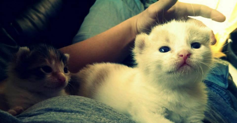 Huskat Bertram - Bertam som ganske lille <3 billede 8