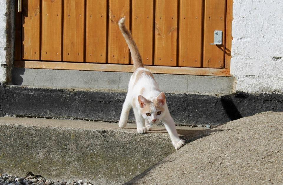 Huskat Bertram billede 10