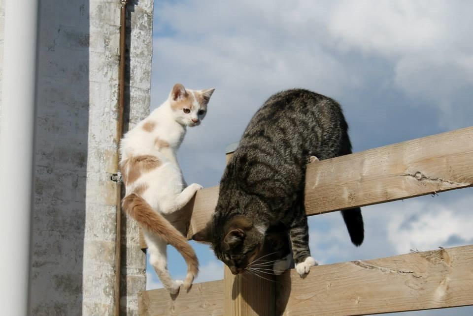 Huskat Bertram - Bertram og fenja :) billede 11