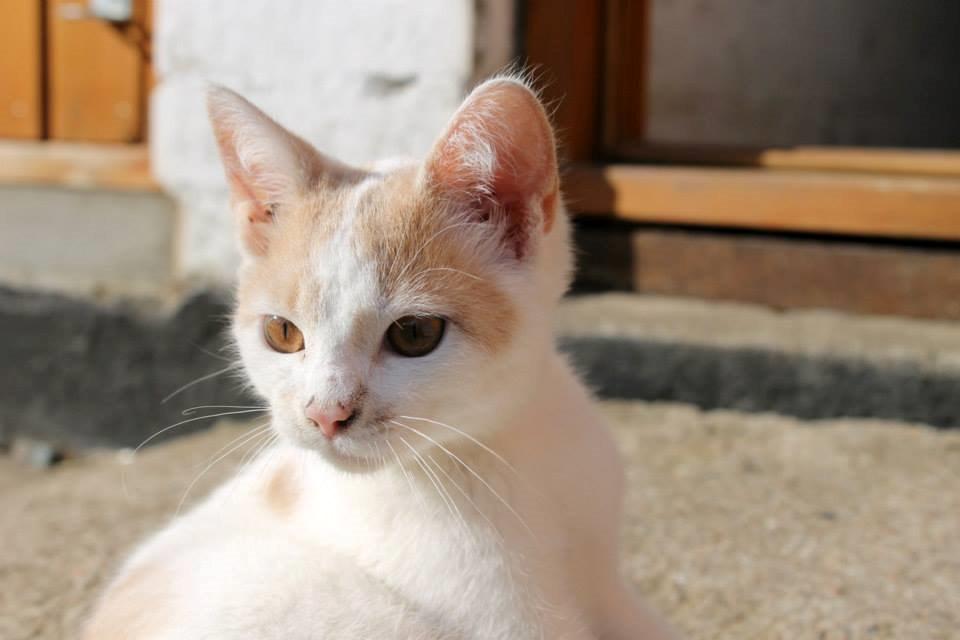 Huskat Bertram billede 13