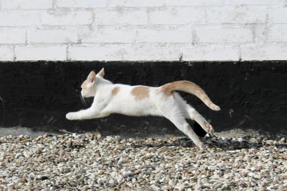 Huskat Bertram billede 7