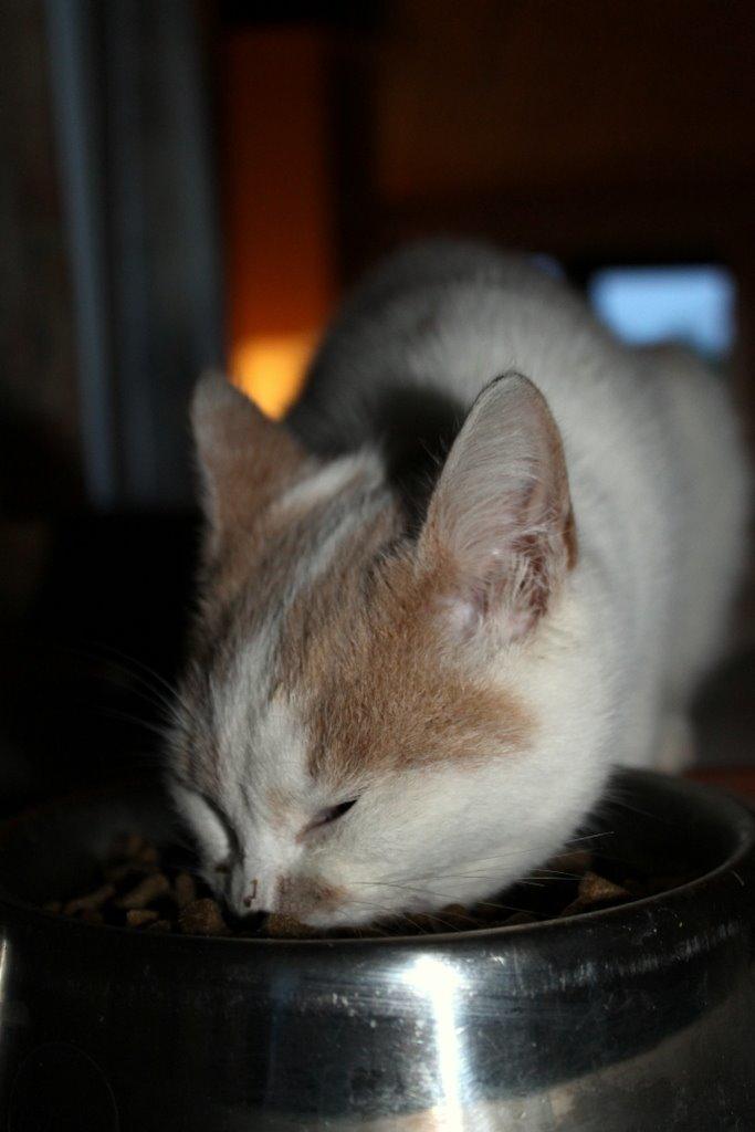 Huskat Bertram - Bertram skovler foder ind ;) billede 14