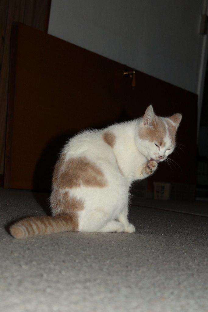 Huskat Bertram billede 15