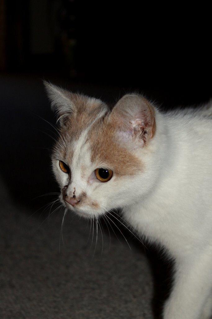 Huskat Bertram billede 16