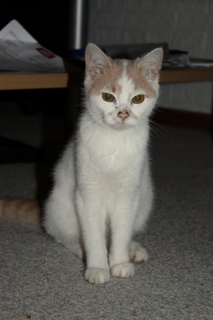 Huskat Bertram billede 12