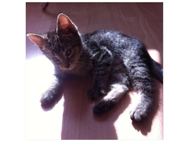 Huskat Arnold billede 1