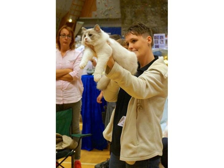 Ragdoll DK Vandoll Shining Super Star billede 1