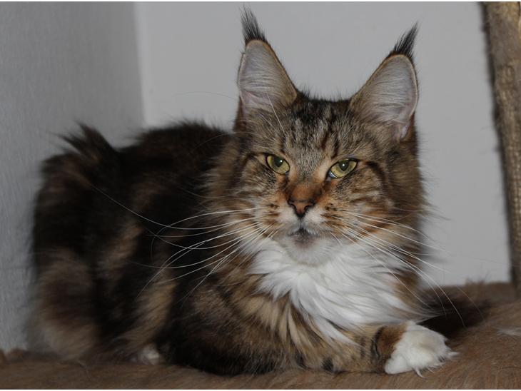 Maine Coon DK Proud Danish MoonDancer billede 1
