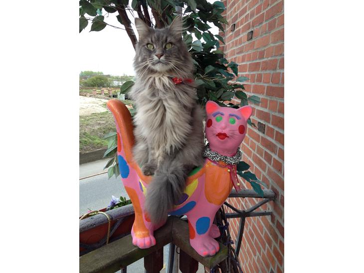 Maine Coon Mohi billede 1