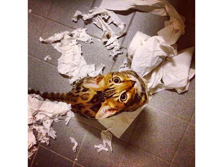 Bengal Nebsagers Skywalker billede 1