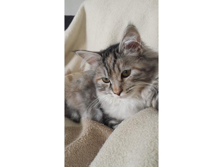 {{currentPhoto.altText}} billede {{currentPhoto.number}}