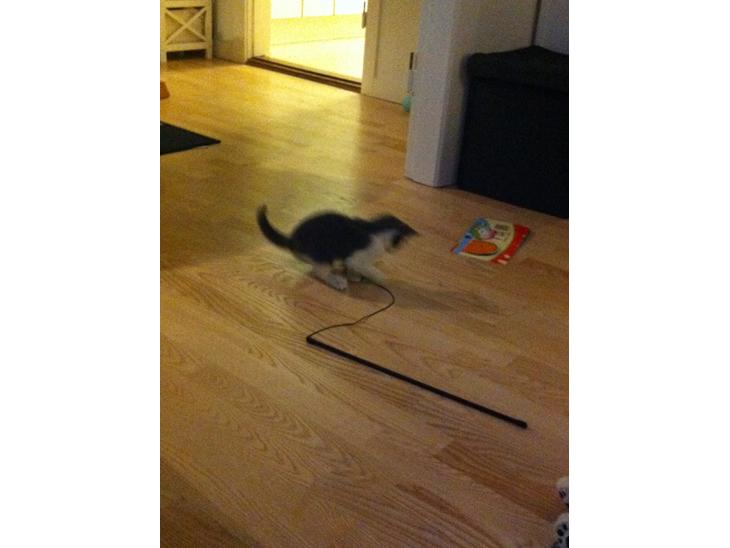 Huskat Mille billede 1