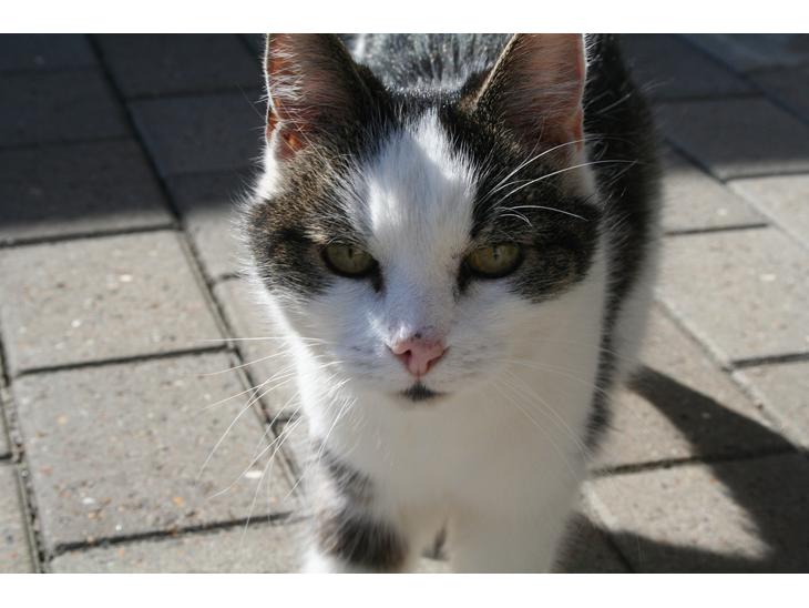 Huskat Bette Ski billede 1