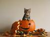 American Shorthair Fairy 4 U Ruby