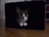 Huskat Misse