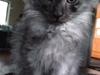 Maine Coon Gonzo