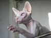 Sphynx Magnus Anat Her*PL - "Gustav"