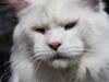 Maine Coon White Fang of Camusky Coon's