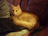 Maine Coon Tiger