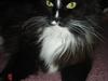 Maine Coon Felix [ Himmelkat]