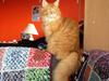 Maine Coon Simba