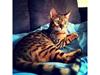 Bengal Conrad 