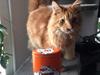 Maine Coon Sylvester 