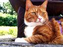 Huskat Bailey (Mors kat)