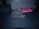 British Shorthair Watson