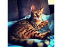 Bengal Conrad