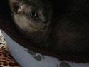 Burmeser Bamse