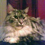 Maine Coon Cocco