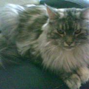 Maine Coon Cocco