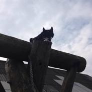 Blanding af racer Blacky