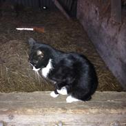 Blanding af racer Blacky