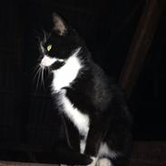 Blanding af racer Blacky